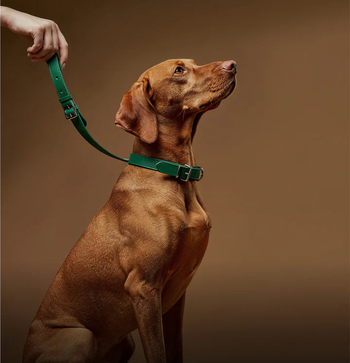Pet Accessories