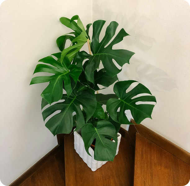 Monstera Care Grow a Lush and Healthy Plant